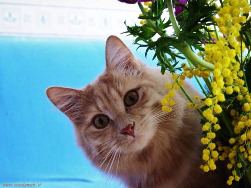 20133851353_gatto-mimosa.jpg